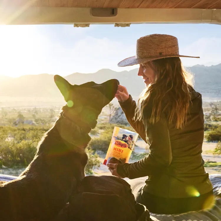  A woman feeding her dog Zuke's treats in the back of a van.